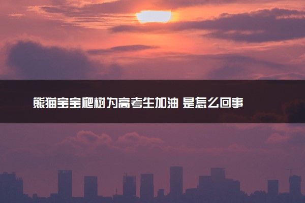 熊猫宝宝爬树为高考生加油 是怎么回事