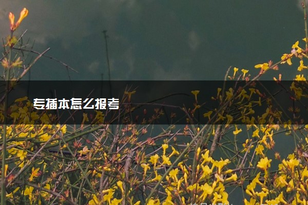 专插本怎么报考