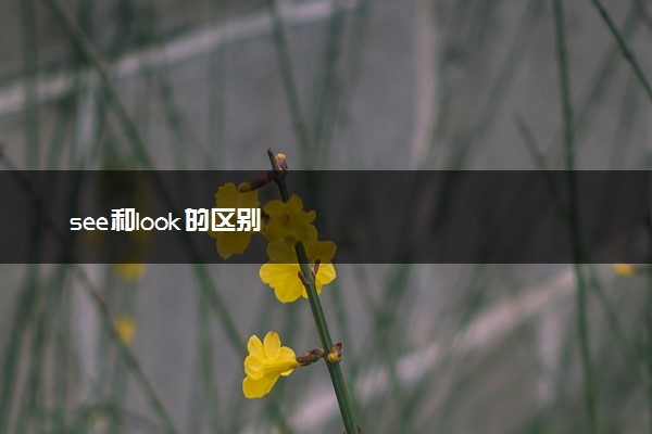 see和look的区别