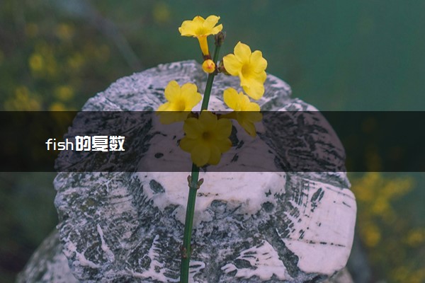 fish的复数