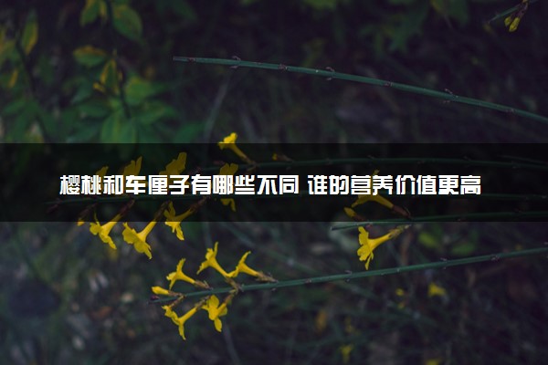 樱桃和车厘子有哪些不同 谁的营养价值更高