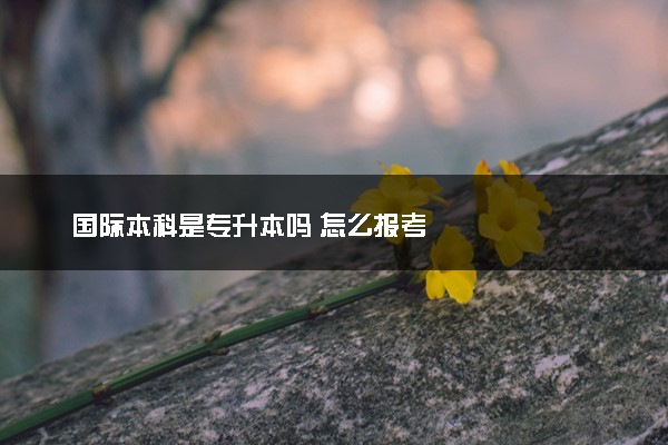 国际本科是专升本吗 怎么报考